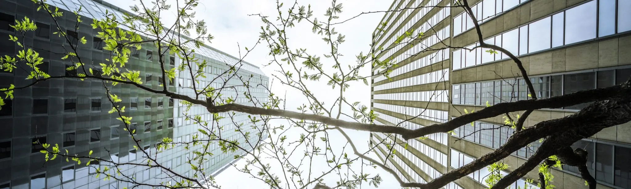 Office Tree Plant Thrive Growth O97u04bg77p6c260qwfogj6fnlcy6o2uy0weg9ptw8