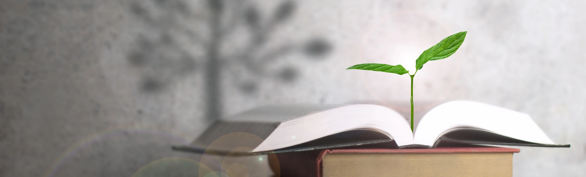 Tree Knowledge Access Education Grow Foster Copy