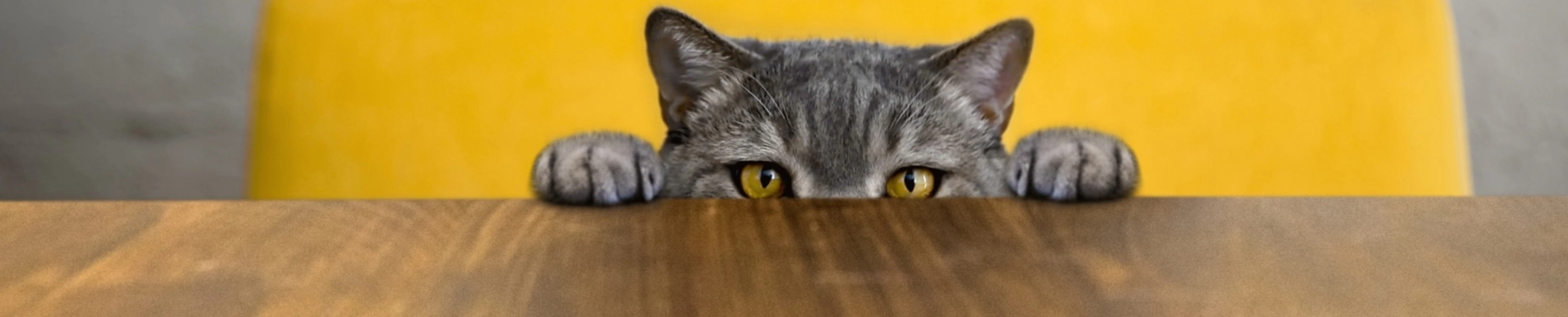 Cat Leadership Curiosity Board Management Copy