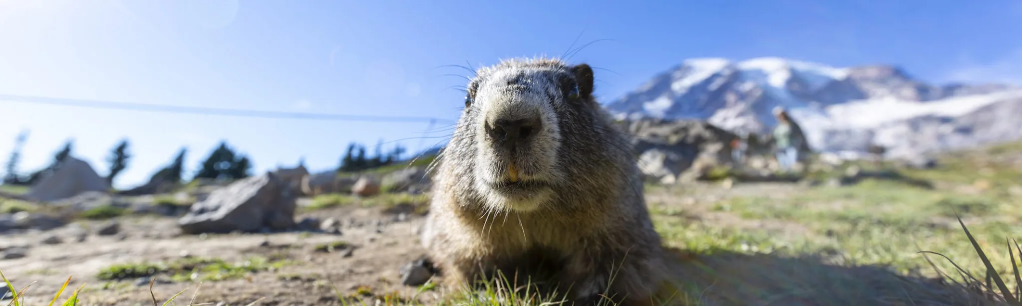 Groundhog Day Mountains Nature Esg Compliance
