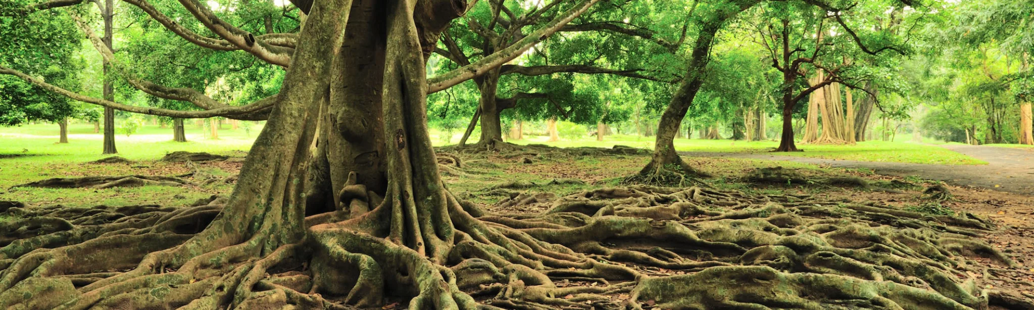 Roots Of Change Cultural Difference