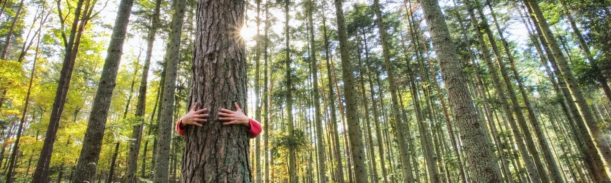 Sustainable Mindset Tree Hug