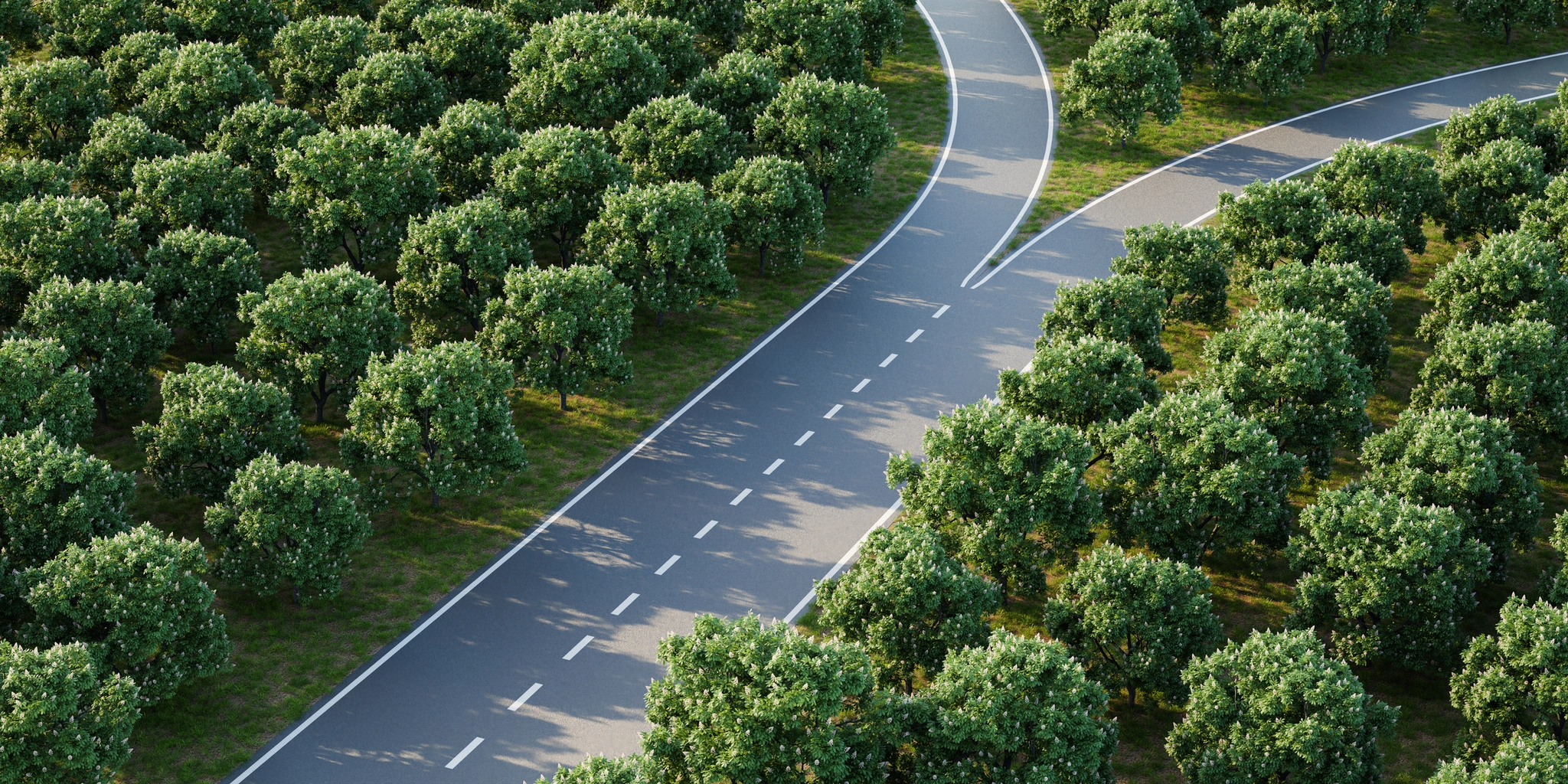 A branch in a road through a forest